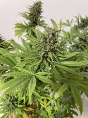 Skunk #1