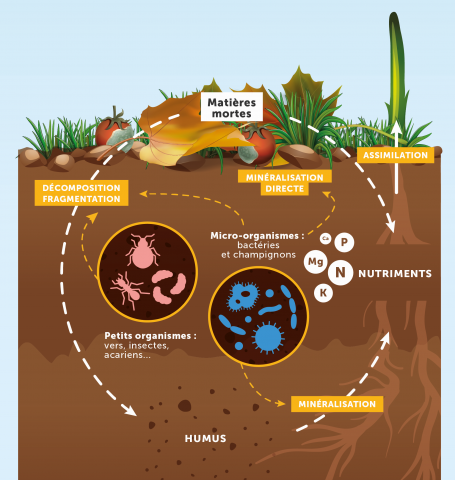 462233950_sols-micro-organismes-minralisation.png.b5e598e417a61d2c576f967813ae5859.png