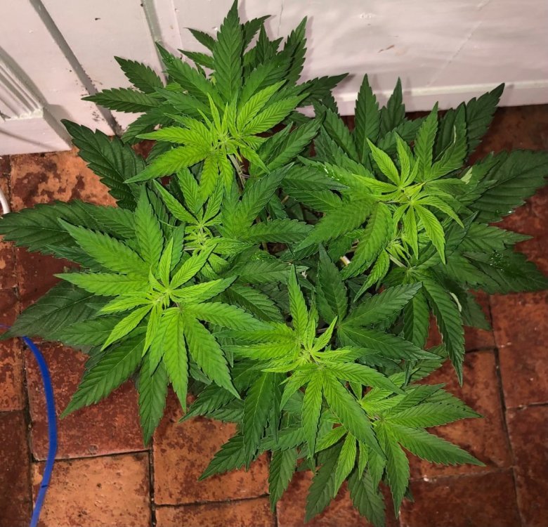 IMG_2652.thumb.jpeg.cccae3b1709e03365b24027bf2708951.jpeg