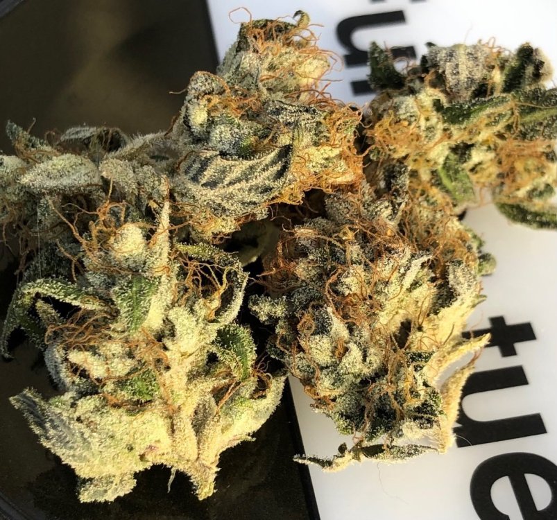 IMG_2699.jpeg