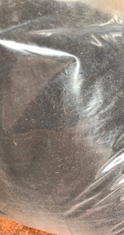IMG_3020.thumb.jpeg.ca2dc5d4e90cd4619a51954688ea166d.jpeg