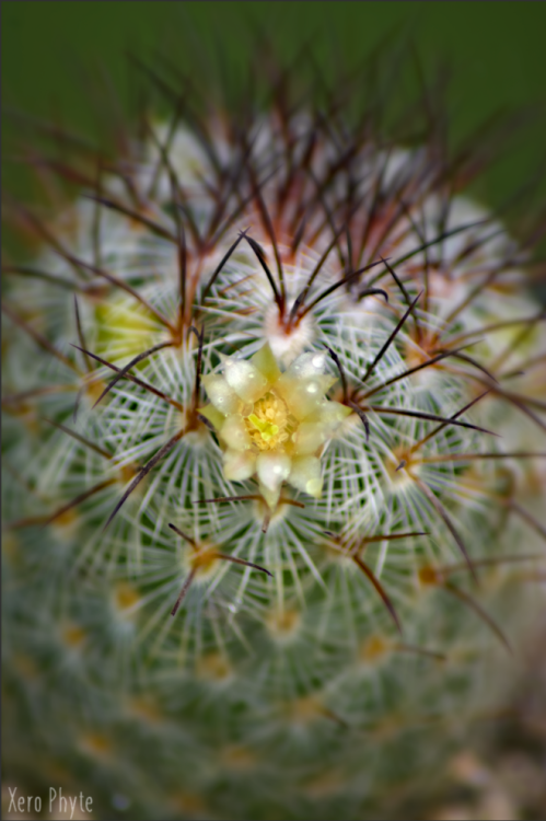 cactus2.png