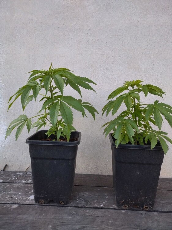 jamaican.thumb.jpg.3ac1e53e3a16d5066a7c8ef96de58906.jpg