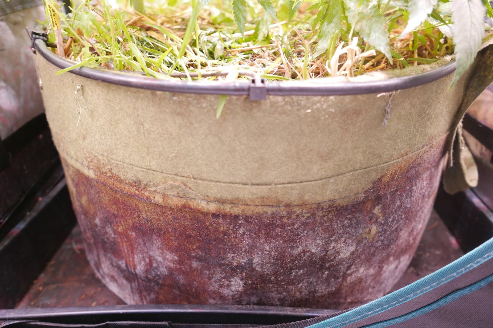 large_pot.JPG.e06447d4cd60b92fc93b81ca0a