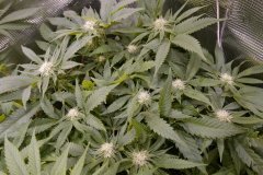 1212 +21 Lockdown Kush.JPG