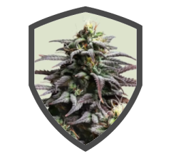 Granddaddy Purple Auto.png