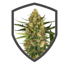 Blueberry Bubblegum Auto.png