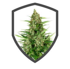 Double Kush Cake Auto.png
