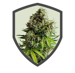NYC Sour D Auto.png
