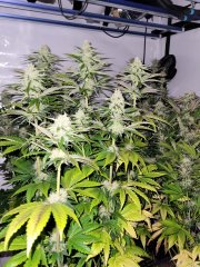 Gelonade Philosopher seeds