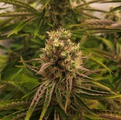 Philosopher seeds - Gelonade