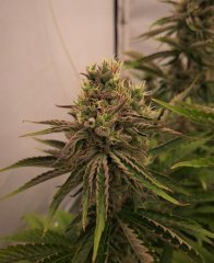 Philosopher seeds - Gelonade
