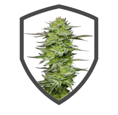 Amnesia Jelly Auto.png