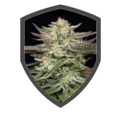 Humboldt Headband Auto.png