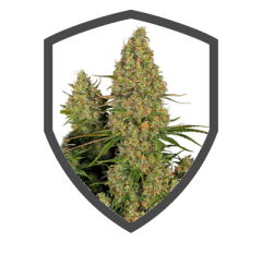Sticky Orange XXL Auto.png