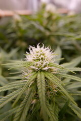 1212 +26 ACE one bud milieux.JPG