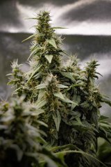 Skunk #1
