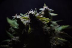Skunk #1