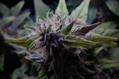 Skunk #1
