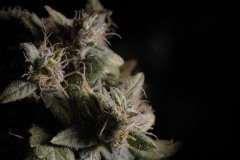 Skunk #1