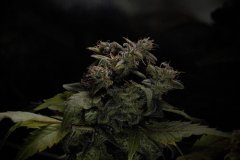Skunk #1