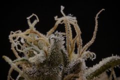 Skunk #1