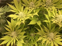 IMG_5847.jpeg