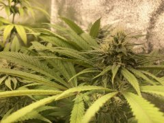 IMG_5850.jpeg
