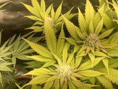 IMG_5856.jpeg