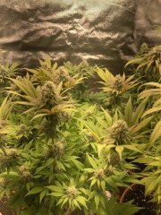 IMG_5925.jpeg