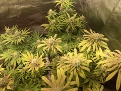 IMG_5932.jpeg