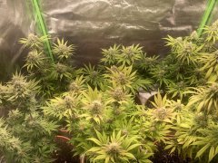 IMG_5942.jpeg