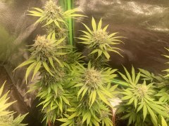IMG_5943.jpeg