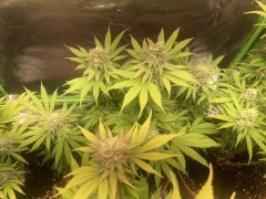 IMG_5944.jpeg
