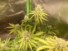 IMG_5945.jpeg