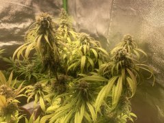 IMG_5946.jpeg