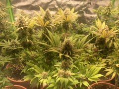 IMG_5947.jpeg