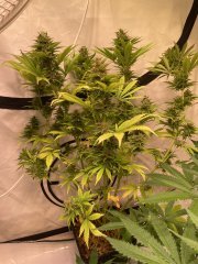 Skunk #1