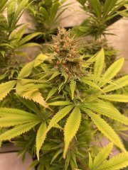 Skunk #1