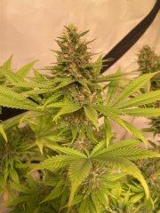 Skunk #1