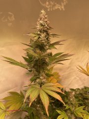GMO