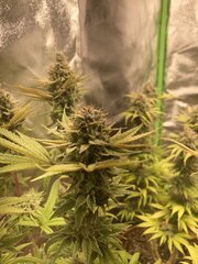IMG_6003.jpeg