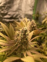 IMG_6004.jpeg