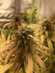 IMG_6005.jpeg
