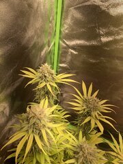 IMG_6006.jpeg