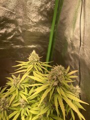 IMG_6007.jpeg