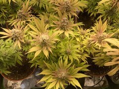 IMG_6010.jpeg