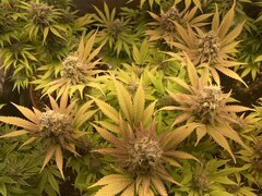 IMG_6011.jpeg
