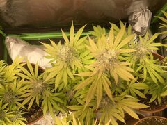 IMG_6012.jpeg