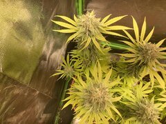 IMG_6013.jpeg